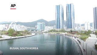 Shark trapped in South Korea canal as Busan authorities fail to guide it to open sea