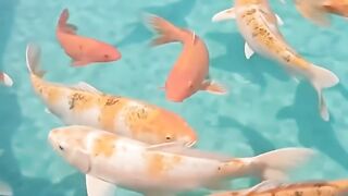 koi pond