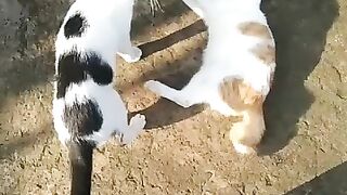 Kucing berantem