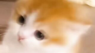 Tiny Kitten Fighting Feet 😂 So Cute!