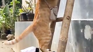 Oyen and the black one.go up the stairs