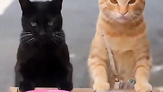 Oyen and the black guy are selling bread