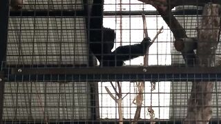 Aksi Lincah Owa Jawa Bergelantungan di Kandang Konservasi