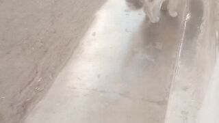 obedient cat 3