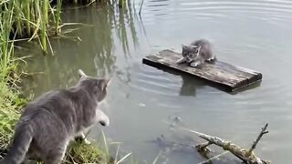 The kitten fell asleep on a board at the edge of the pond and woke up in the middle of it.