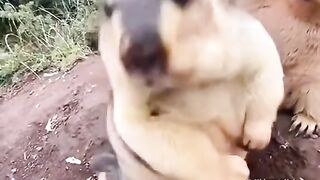 😍 OMG! Meet the CUTEST Mountain Marmot of 2026! 🏔️