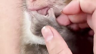 Cute Monkey Baby 6