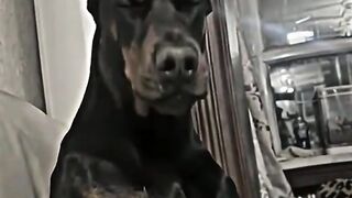 Funny Black Dog Gets Curious About the Camera 😂