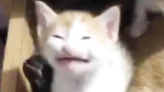 This Cat's Funny Face Is Too Adorable 😂🐱