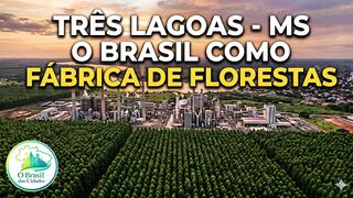 Como o Brasil assumiu a liderança mundial em uma indústria de bilhões.