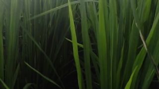 Natural green field background