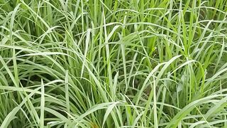 Green field natural beauty