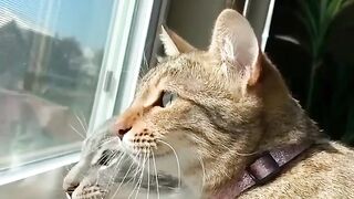 Funny Cats 69