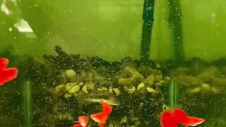 Red full