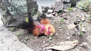 roosters