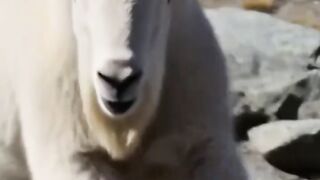 A mountain sheep is being chased by a leopard.