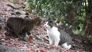 Cats Fight -HD
