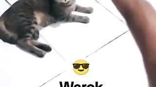 This Cute Kitten Thinks He's a Martial Artist 😹