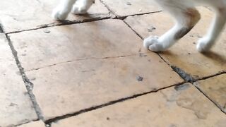 my sweet little cat