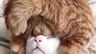 Kucing bermimpi buruk