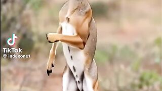 Kisinga