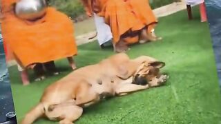 This Dog Is Enjoying the Most Peaceful Day 😂🐶