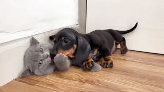 CACHORRINHO BRINCANO COM O GATINHO