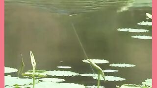 CACHORRINHO BRINCANO COM O GATINHO 2