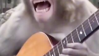 🎸🐒 Unbelievable! Monkey Shreds Guitar with Pure Emotion! 🤯