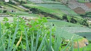 Tanaman Daun Bawang