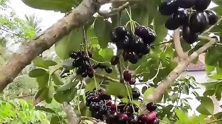 Buah Duwet