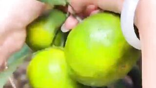 Orange fresh