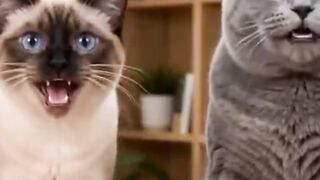 gato falante