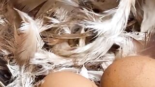 MAGIC EGG