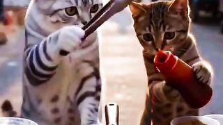cats street food
