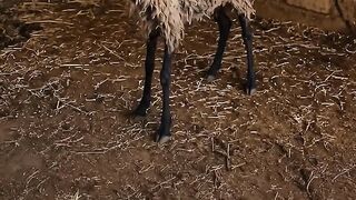 Funny Goat Bleating Like a Human! 😂
