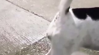 Dog Howling and Barking Night Time Sounds! 🐶