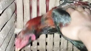 ayam kesayangan