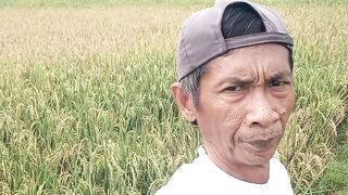 Padi mulai menguning