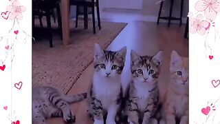 Cute cat acting ❤