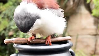 Cute Bird 4