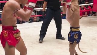 Human vs. Muay Thai dog