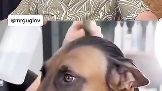 Hilarious Dog Haircut Reaction - Try Not to Laugh Challenge! 🤣