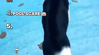 Ranking The Funniest Cat Water Moments