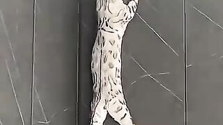 Funny Animal Compilation 5