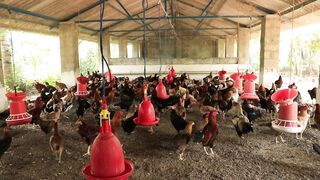 chicken coop with a large population