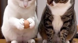 Cat lovers 14