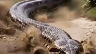 Anaconda filme