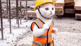A cat becomes the project head