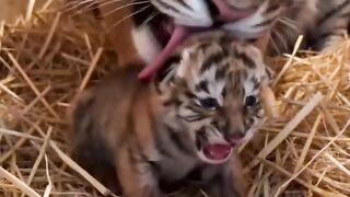 Mother tiger and cub